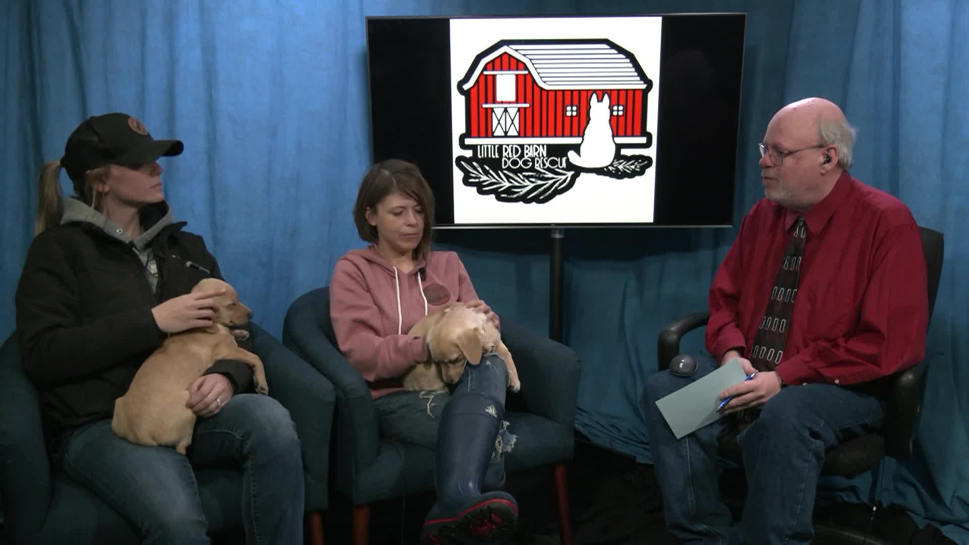 Thumbnail image for Getting to Know - Little Red Barn Dog Rescue