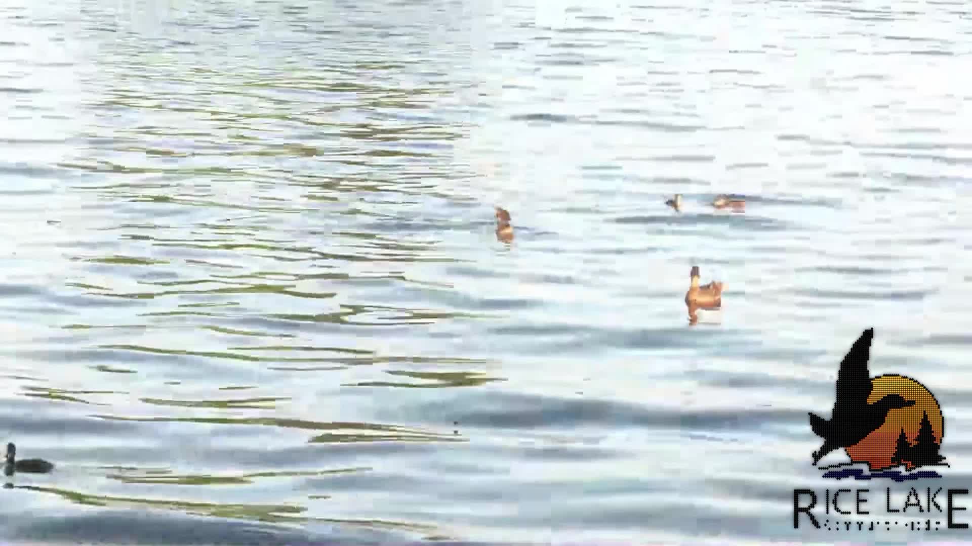 Thumbnail image for Glitchy Ducks promo