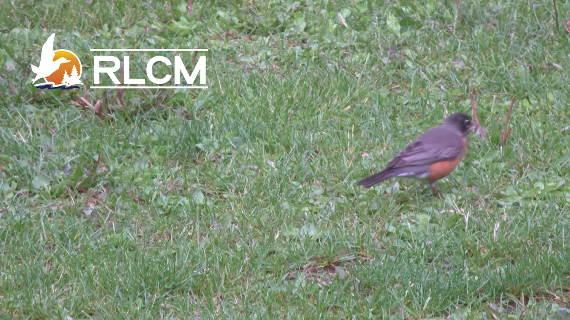 Thumbnail image for Robin Bumper